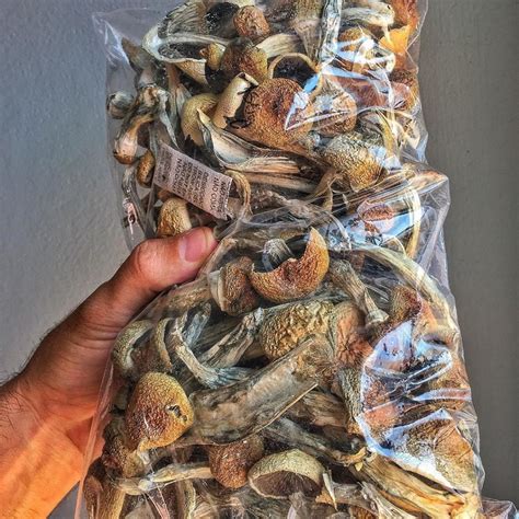 psilocybin mushrooms for sale